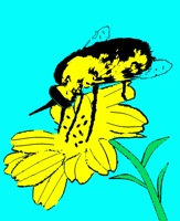Bee